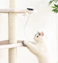Merkloos Kattenspeelgoed - Katten Speelgoed - Katten Speeltje - Katten Bal - Katten - Kattenhengel - Kitten Speelgoed - Kattenspeeltjes - Elektrische - Muis - Automatische Hengel - Bal - Poes - Katten - Prooi - Kat - Poesjes - Interactief Kattenspeelgoed 13 Merkloos Kattenspeelgoed - Katten Speelgoed - Katten Speeltje - Katten Bal - Katten - Kattenhengel - Kitten Speelgoed - Kattenspeeltjes - Elektrische - Muis - Automatische Hengel - Bal - Poes - Katten - Prooi - Kat - Poesjes - Interactief Kattenspeelgoed -Kattenbenodigdheden 1105x1200 3