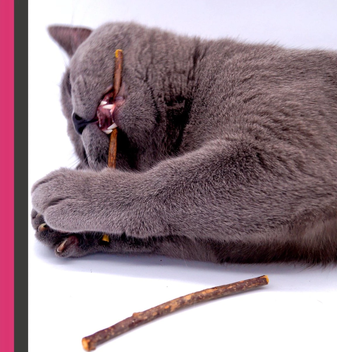 Make Me Purr Matatabi Sticks (5 Stuks) - Silver Vine Kattenkruid Stokjes - Catnip Effect Kauwstokjes - Kattensnack Kattensnoepjes - Kattenspeelgoed Kattenspeeltjes 7 Make Me Purr Matatabi Sticks (5 Stuks) - Silver Vine Kattenkruid Stokjes - Catnip Effect Kauwstokjes - Kattensnack Kattensnoepjes - Kattenspeelgoed Kattenspeeltjes - Afbeelding 5