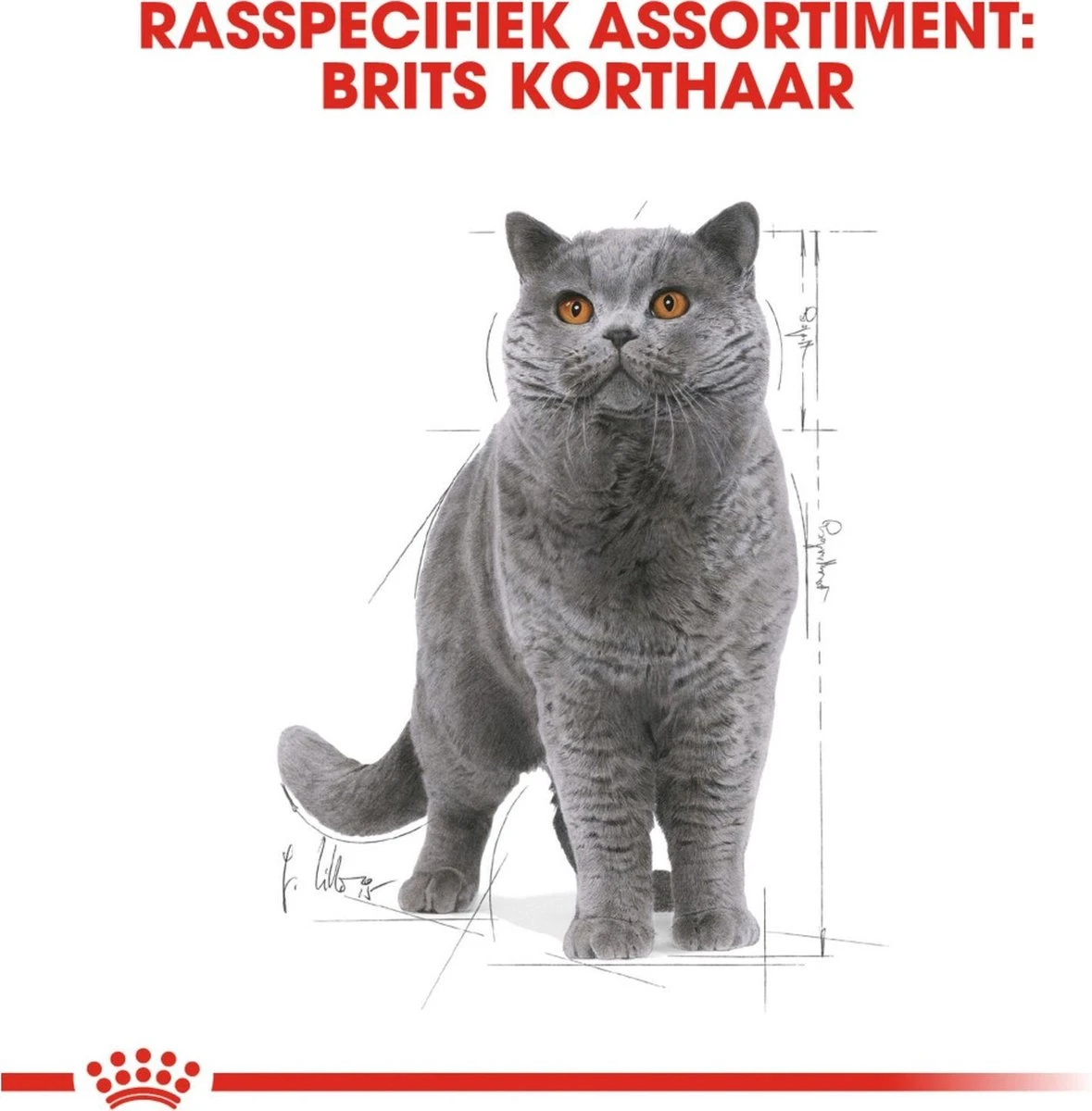Royal Canin Fbn British Shorthair Adult Pouch - Kattenvoer - 12x85 G 4 Royal Canin Fbn British Shorthair Adult Pouch - Kattenvoer - 12x85 G - Afbeelding 2