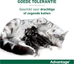 Bayer Advantage 40 Tegen Vlooien - <4kg - 4 X 0,4 Ml - Adult 36 Bayer Advantage 40 Tegen Vlooien - <4kg - 4 X 0,4 Ml - Adult -Kattenbenodigdheden 1200x1042 1