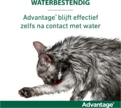 Bayer Advantage 40 Tegen Vlooien - <4kg - 4 X 0,4 Ml - Adult 37 Bayer Advantage 40 Tegen Vlooien - <4kg - 4 X 0,4 Ml - Adult -Kattenbenodigdheden 1200x1069 4