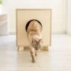 Catandwood Kattenhuis - Kattenbakcontainer - Kattenbak Ombouw - Hout 2 Catandwood Kattenhuis - Kattenbakcontainer - Kattenbak Ombouw - Hout -Kattenbenodigdheden 1200x1153 3
