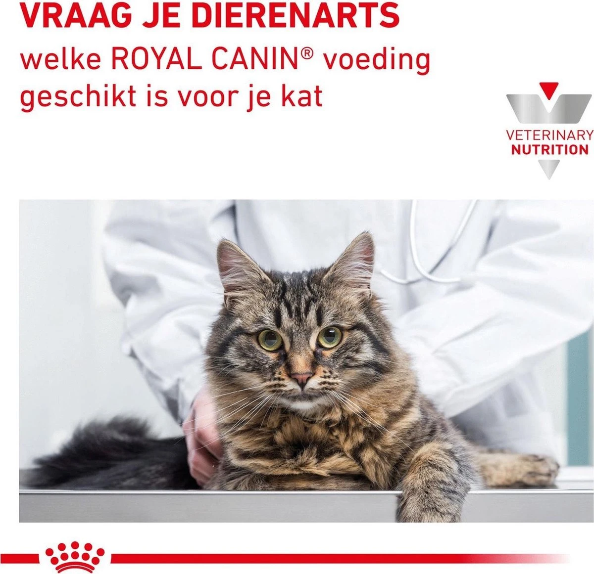 Royal Canin Renal Special - Kattenvoer - 4 Kg 10 Royal Canin Renal Special - Kattenvoer - 4 Kg - Afbeelding 8