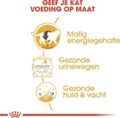 Royal Canin Fbn British Shorthair Adult Pouch - Kattenvoer - 12x85 G 14 Royal Canin Fbn British Shorthair Adult Pouch - Kattenvoer - 12x85 G -Kattenbenodigdheden 1200x1182 1