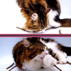 Make Me Purr Matatabi Sticks (10 Stuks) - Silver Vine Kattenkruid Stokjes - Catnip Effect Kauwstokjes - Kattensnack Kattensnoepjes - Kattenspeelgoed Kattenspeeltjes -Kattenbenodigdheden 1200x1200 153