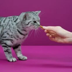 Whiskas Temptations Kattensnacks - Kip En Kaas - 8 X 60 Gr 11 Whiskas Temptations Kattensnacks - Kip En Kaas - 8 X 60 Gr -Kattenbenodigdheden 1200x1200 193