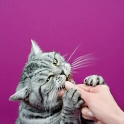 Whiskas Sticks Kattensnack - Kip - 14 X 6 Stuks -Kattenbenodigdheden 1200x1200 195