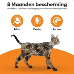 Nafurapets Vlooienband Voor Kat – Anti Vlooien – Teken Band – 100% Natuurlijk – 8 Maanden Bescherming – Grote & Kleine Kat -Kattenbenodigdheden 1200x1200 198