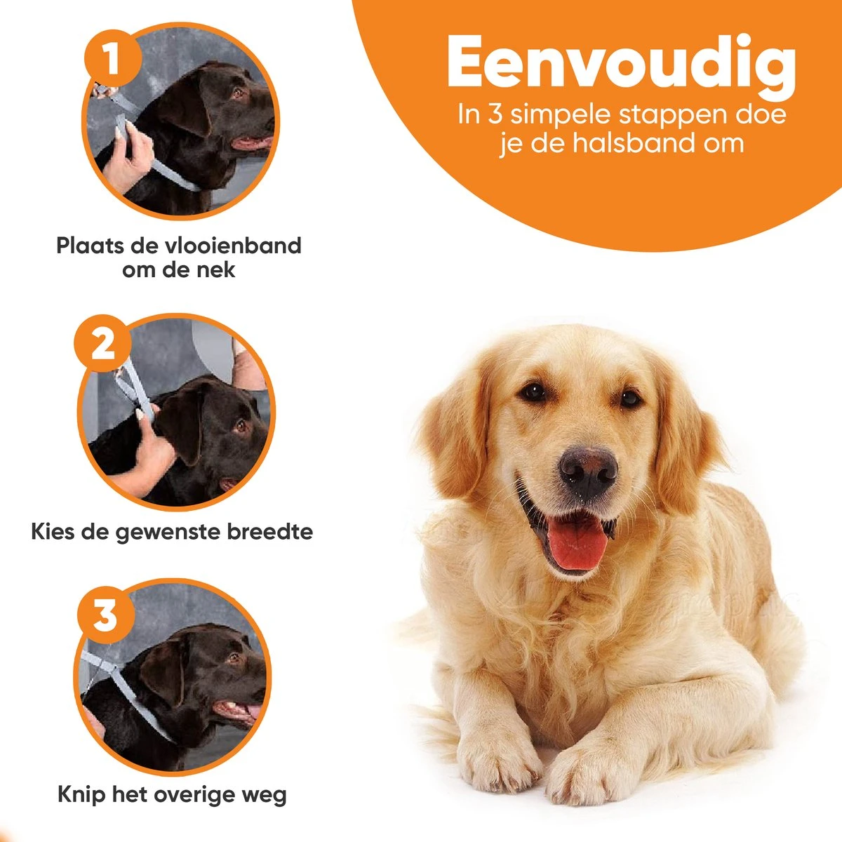 Nafurapets Vlooienband Voor Hond – Anti Vlooien – Teken Band – 100% Natuurlijk – 8 Maanden Bescherming – Grote & Kleine Hond 4 Nafurapets Vlooienband Voor Hond – Anti Vlooien – Teken Band – 100% Natuurlijk – 8 Maanden Bescherming – Grote & Kleine Hond - Afbeelding 2