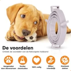 Nafurapets Vlooienband Voor Hond – Anti Vlooien – Teken Band – 100% Natuurlijk – 8 Maanden Bescherming – Grote & Kleine Hond 13 Nafurapets Vlooienband Voor Hond – Anti Vlooien – Teken Band – 100% Natuurlijk – 8 Maanden Bescherming – Grote & Kleine Hond -Kattenbenodigdheden 1200x1200 220