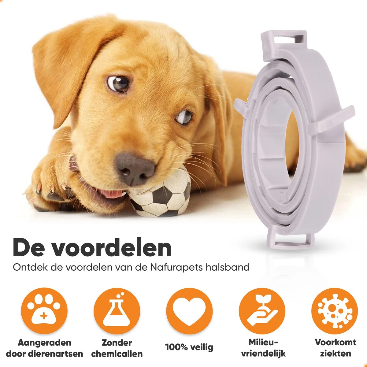 Nafurapets Vlooienband Voor Hond – Anti Vlooien – Teken Band – 100% Natuurlijk – 8 Maanden Bescherming – Grote & Kleine Hond 6 Nafurapets Vlooienband Voor Hond – Anti Vlooien – Teken Band – 100% Natuurlijk – 8 Maanden Bescherming – Grote & Kleine Hond - Afbeelding 4