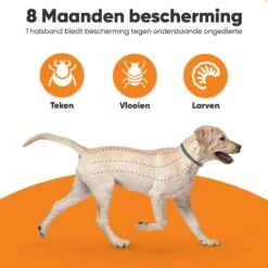 Nafurapets Vlooienband Voor Hond – Anti Vlooien – Teken Band – 100% Natuurlijk – 8 Maanden Bescherming – Grote & Kleine Hond 14 Nafurapets Vlooienband Voor Hond – Anti Vlooien – Teken Band – 100% Natuurlijk – 8 Maanden Bescherming – Grote & Kleine Hond -Kattenbenodigdheden 1200x1200 221