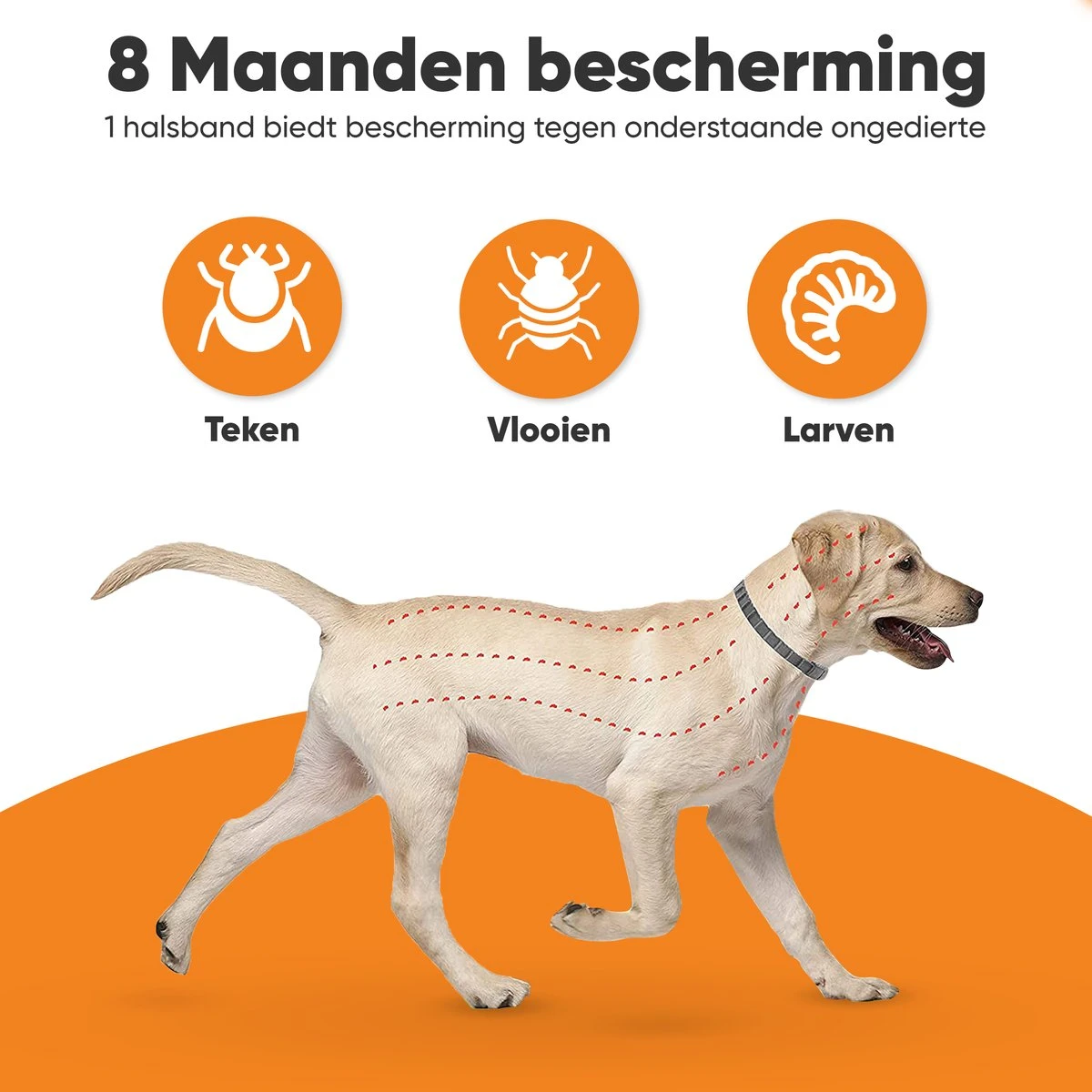 Nafurapets Vlooienband Voor Hond – Anti Vlooien – Teken Band – 100% Natuurlijk – 8 Maanden Bescherming – Grote & Kleine Hond 7 Nafurapets Vlooienband Voor Hond – Anti Vlooien – Teken Band – 100% Natuurlijk – 8 Maanden Bescherming – Grote & Kleine Hond - Afbeelding 5