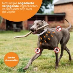 Nafurapets Vlooienband Voor Hond – Anti Vlooien – Teken Band – 100% Natuurlijk – 8 Maanden Bescherming – Grote & Kleine Hond 17 Nafurapets Vlooienband Voor Hond – Anti Vlooien – Teken Band – 100% Natuurlijk – 8 Maanden Bescherming – Grote & Kleine Hond -Kattenbenodigdheden 1200x1200 224