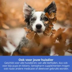 Sensipharm Urologist Aid Voor Kat, Hondje, Cavia, Konijn - Bij Blaasontsteking, Blaasgruis, Struviet, Oxalaat & Nierstenen - 90 Tabletten à 250 Mg 10 Sensipharm Urologist Aid Voor Kat, Hondje, Cavia, Konijn - Bij Blaasontsteking, Blaasgruis, Struviet, Oxalaat & Nierstenen - 90 Tabletten à 250 Mg -Kattenbenodigdheden 1200x1200 226