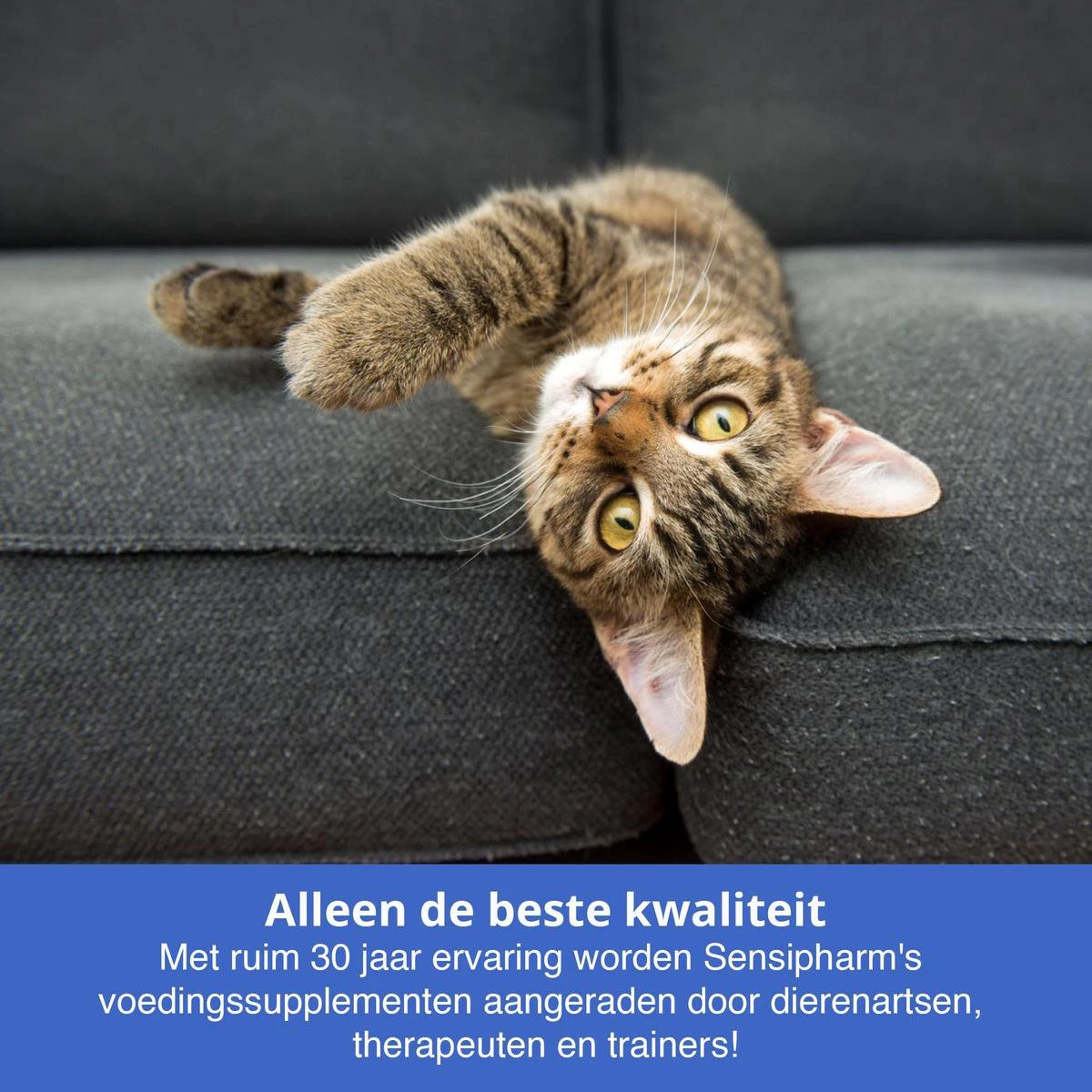Sensipharm Urologist Aid Voor Kat, Hondje, Cavia, Konijn - Bij Blaasontsteking, Blaasgruis, Struviet, Oxalaat & Nierstenen - 90 Tabletten à 250 Mg 7 Sensipharm Urologist Aid Voor Kat, Hondje, Cavia, Konijn - Bij Blaasontsteking, Blaasgruis, Struviet, Oxalaat & Nierstenen - 90 Tabletten à 250 Mg - Afbeelding 5