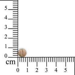 Sensipharm Omniderma Voor Kat, Hondje, Cavia, Konijn - Voedingssupplement Voor Huid En Vacht, Bij Jeuk, Eczeem & Hotspot - 90 Tabletten à 250 Mg -Kattenbenodigdheden 1200x1200 248