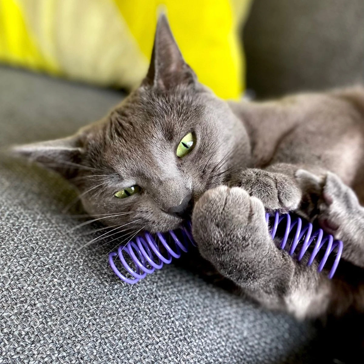 Pettadore Springs - Kattenveertjes - Kattenspeelgoed - Kattenspeeltjes - 9 Stuks 10 Pettadore Springs - Kattenveertjes - Kattenspeelgoed - Kattenspeeltjes - 9 Stuks - Afbeelding 8