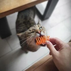 Pettadore Springs - Kattenveertjes - Kattenspeelgoed - Kattenspeeltjes - 9 Stuks 25 Pettadore Springs - Kattenveertjes - Kattenspeelgoed - Kattenspeeltjes - 9 Stuks -Kattenbenodigdheden 1200x1200 298