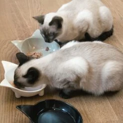 Navaris Voerbakjes Voor Katten - Set Van 3 Voer- En Waterbakken - Met Kattenkopjes Vorm - Antislip - Etensbakjes In Grijs, Wit En Zwart 12 Navaris Voerbakjes Voor Katten - Set Van 3 Voer- En Waterbakken - Met Kattenkopjes Vorm - Antislip - Etensbakjes In Grijs, Wit En Zwart -Kattenbenodigdheden 1200x1200 447
