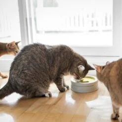 BeOneBreed Intellikatt - Slowfeeder Voor Katten - Voerpuzzel Aanbevolen Door Dierenartsen En Kattengedragsdeskundigen -Kattenbenodigdheden 1200x1200 477