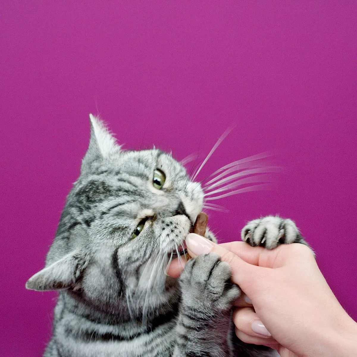 Whiskas Sticks Kattensnack - Zalm - 14 X 6 Stuks 4 Whiskas Sticks Kattensnack - Zalm - 14 X 6 Stuks - Afbeelding 2