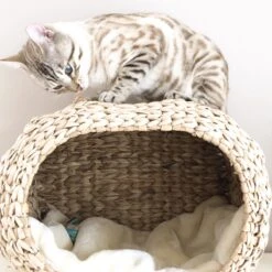 Ebi Radiator Sunrise Kattenmand - Incl. Kussen - Beige - 45 X 30 X 30 Cm -Kattenbenodigdheden 1200x1200 550