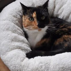 All For Paws Donut Bed – Kattenmand – Biedt Warmte En Comfort Voor Katten Of Kleine Honden – Ø 45cm – Beige – Wasbaar Met De Hand -Kattenbenodigdheden 1200x1200 613