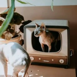 District 70 TELLY - Retro TV Krabmeubel - Instagrammable Kartonnen TV Voor Katten - 39 X 27 X 37 Cm -Kattenbenodigdheden 1200x1200 625