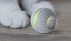 Cheerble Mini Ball 2.0 - Slimme Interactieve Zelf Rollende Bal Voor Katten - 3 Speelmodi - Kattenspeeltjes - USB Oplaadbaar - Rood 23 Cheerble Mini Ball 2.0 - Slimme Interactieve Zelf Rollende Bal Voor Katten - 3 Speelmodi - Kattenspeeltjes - USB Oplaadbaar - Rood -Kattenbenodigdheden 1200x696