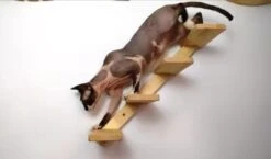 Kattentrap Hout - Linksonder Naar Rechtsboven - Handgemaakte Kattenladder - Katten Klimmuur Klimwand -Kattenbenodigdheden 1200x706