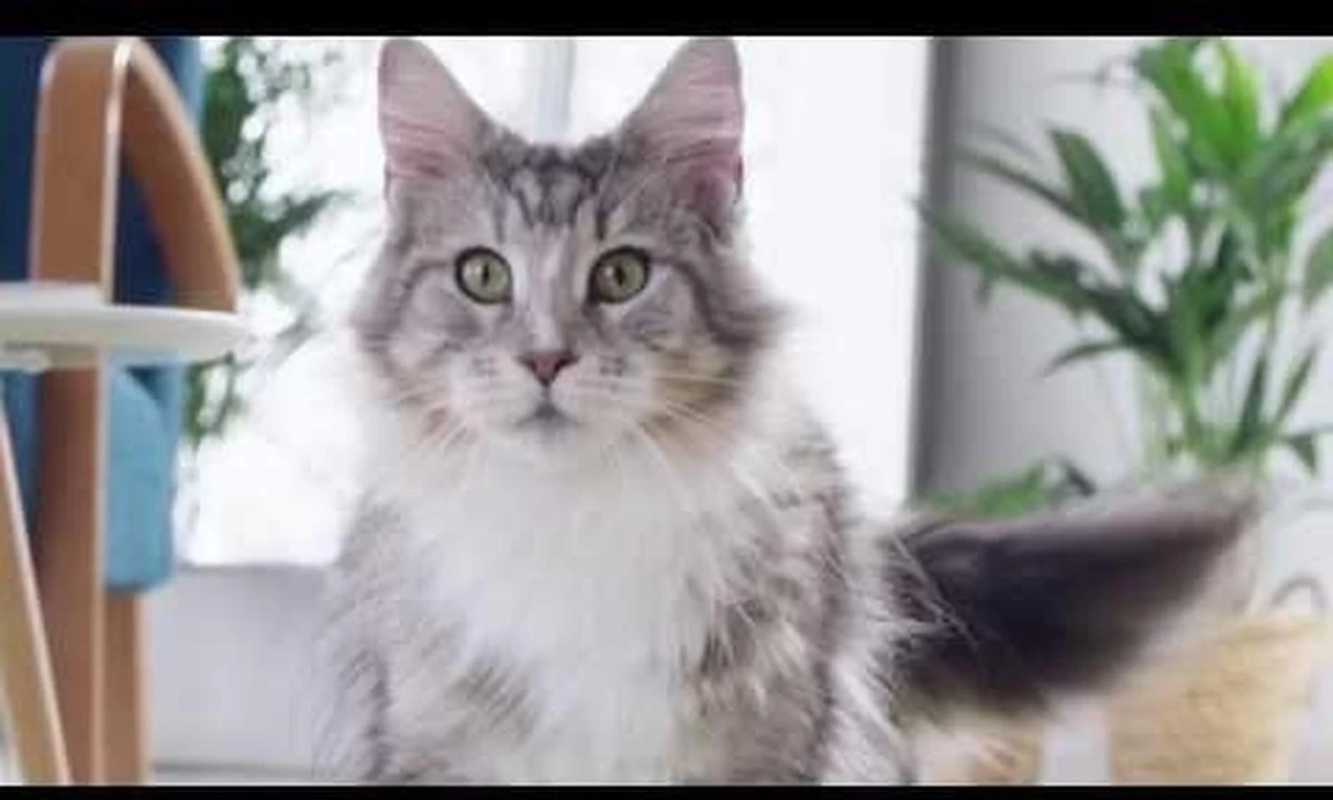 Purina ONE Urinary Care - Kip - Kattenvoer - 800 G 16 Purina ONE Urinary Care - Kip - Kattenvoer - 800 G - Afbeelding 14