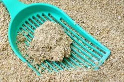 Merkloos GrainCat Composteerbare Kattenbakvulling Klontvormend 24L 5 Merkloos GrainCat Composteerbare Kattenbakvulling Klontvormend 24L -Kattenbenodigdheden 1200x790