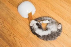 FroliCat Vossenhol - Automatische Kattenplager - Kattenspeelgoed -Kattenbenodigdheden 1200x799 1