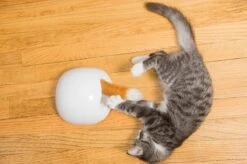 FroliCat Vossenhol - Automatische Kattenplager - Kattenspeelgoed -Kattenbenodigdheden 1200x799 2