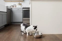 PetSafe® Seaside Stainless Steel Pet Fountain - RVS Drinkfontein Voor Katten En Kleine Honden - Water Borrelt Zacht Over De Toren - Door Het Design Van Alle Kanten Bereikbaar - 1,8 Liter - PetSafe Seaside 14 PetSafe® Seaside Stainless Steel Pet Fountain - RVS Drinkfontein Voor Katten En Kleine Honden - Water Borrelt Zacht Over De Toren - Door Het Design Van Alle Kanten Bereikbaar - 1,8 Liter - PetSafe Seaside -Kattenbenodigdheden 1200x799 7