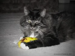 Yeowww! Chicata Banana - Speeltje Voor Katten Met Kattenkruid - De Meest Krachtige Catnip Ter Wereld – Onweerstaanbaar – Katoen – 17.7 Cm - Geel -Kattenbenodigdheden 1200x900 1