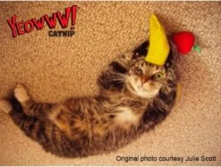 Yeowww! Chicata Banana - Speeltje Voor Katten Met Kattenkruid - De Meest Krachtige Catnip Ter Wereld – Onweerstaanbaar – Katoen – 17.7 Cm - Geel -Kattenbenodigdheden 1200x907 1