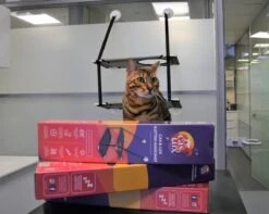 Cas & Lux Relaxerende Hangmat Voor Katten - Inclusief 2 Niveau's Met Sterke 30kg Draagkracht - Kattenhangmat - Kattenhangmat Raam – Kattenmand - Kattenhuis - Kattenkussen - Hangmat Kat - Kattenbed -Kattenbenodigdheden 1200x959 1