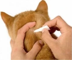 Frontline Kat/fret Combo Spot On -Kattenbenodigdheden 1200x989