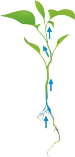 Cat's Best Original - Kattenbakvulling - 20 L 13 Cat's Best Original - Kattenbakvulling - 20 L -Kattenbenodigdheden 574x1200 1