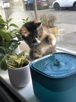 No Logo - 3L - Drinkfontein Voor Huisdieren, Water Fontein - Waterdispenser - Waterautomaat Drinkbakken 3L Voor Huisdieren Katten - Honden - Konijnen - Goud - Groen - Kattenfontein - Fontein - Drink - Bak - Drinkbak - Hond - Konijn - Kat - 2l - 1l - 13 No Logo - 3L - Drinkfontein Voor Huisdieren, Water Fontein - Waterdispenser - Waterautomaat Drinkbakken 3L Voor Huisdieren Katten - Honden - Konijnen - Goud - Groen - Kattenfontein - Fontein - Drink - Bak - Drinkbak - Hond - Konijn - Kat - 2l - 1l - -Kattenbenodigdheden 899x1200 8