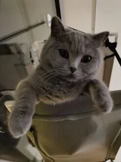 Cas & Lux Relaxerende Hangmat Voor Katten - Inclusief 2 Niveau's Met Sterke 30kg Draagkracht - Kattenhangmat - Kattenhangmat Raam – Kattenmand - Kattenhuis - Kattenkussen - Hangmat Kat - Kattenbed -Kattenbenodigdheden 900x1200 16