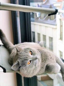 Cas & Lux Relaxerende Hangmat Voor Katten - Inclusief 2 Niveau's Met Sterke 30kg Draagkracht - Kattenhangmat - Kattenhangmat Raam – Kattenmand - Kattenhuis - Kattenkussen - Hangmat Kat - Kattenbed -Kattenbenodigdheden 900x1200 17
