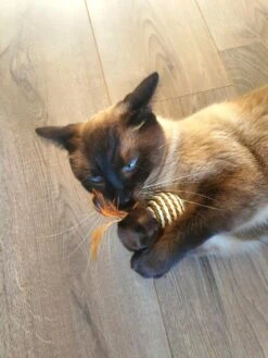 Make Life Beautiful® - Kattenspeeltjes Set - 7-delig - Kattenspeelgoed - Kattenhengel - Speelmuisjes - Kattenspeelgoed Set -Kattenbenodigdheden 900x1200 4