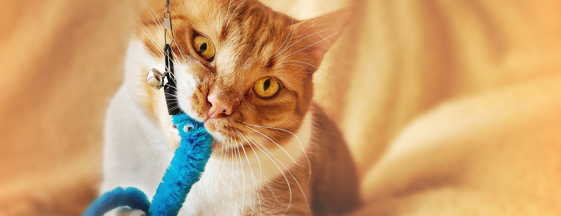 Kattenbenodigdheden -Kattenbenodigdheden cat 4994140 1920